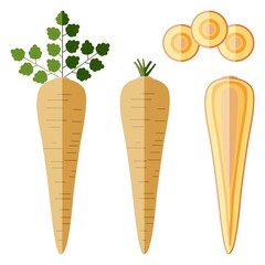 Set of parsnips for banners, flyers, posters, cards. Whole, half, and sliced parsnip. Parsnip with tops. Parsnip root. Organic, vegetarian vegetables. Vector illustration isolated on white background