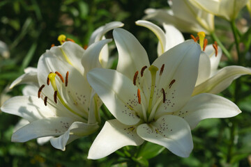 White flowers of lilies in the summer garden. Natural flower background.