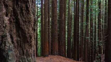 Secuoia forest Cabezon de la Sal