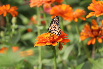 butterfly on flower