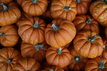 pile of pumpkins