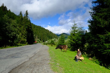 Lers grazing in Ukraine on the side of the road. Ukraine, the village of Mizhirja, Carpathian Mountains.