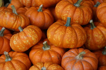 pile of pumpkins