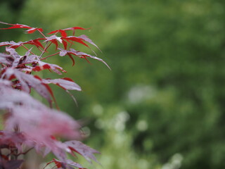 Roter Fächerahorn mit den roten Blättern wird gerne an Teichufern gepflanzt