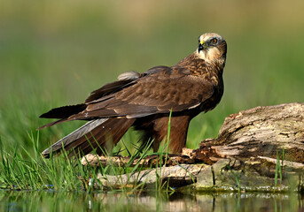 Western Marsh harrier ( Circus aeruginosus )  - male