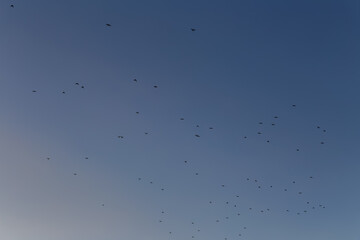 birds flying in the sky