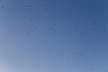birds flying in the sky