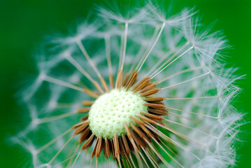 Dandelion seeds (Taraxacum officinale) on a green background
