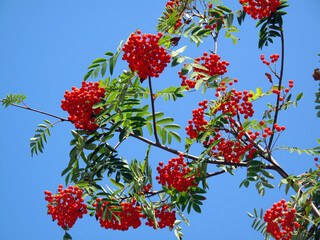 Fruits of the hunters rowan (Sorbus aucuparia) with a blue sky