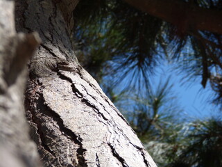 &aacute;rbol en el parque
