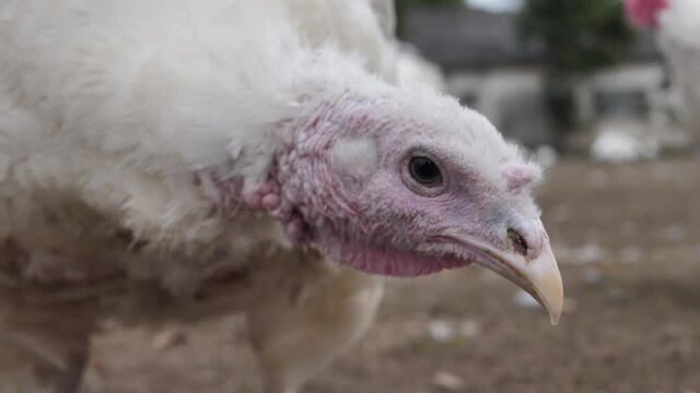 Poultry farm broiler turkey breeding. Poultry farm for broiler turkeys. Close-up