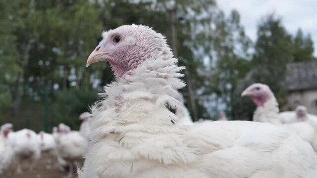 Poultry farm broiler turkey breeding. Poultry farm for broiler turkeys. Close-up