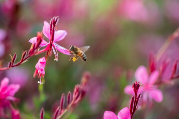 Ape su gaura