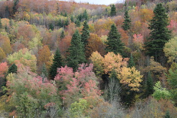paysage d'automne forêt 