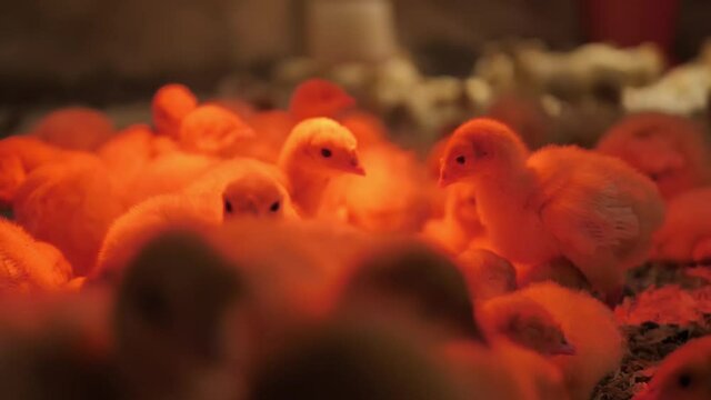 A small flock of chickens is under the lamp in its own small place. The turkey chickens are heated under a lamp. Turkey farm in the countryside