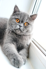 British short-haired cat lying on a white windowsill, looking in a camera