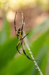Argiope aurantia spider sitting in its web.