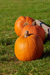 Pumpkins in the field for sale (Cucurbita maxima)