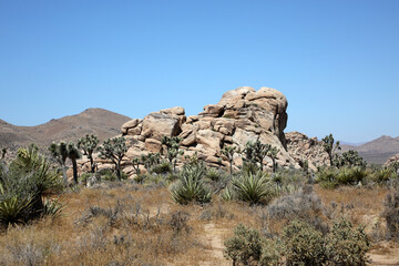 Joshua Tree Nationalpark (USA / Kalifornien)
