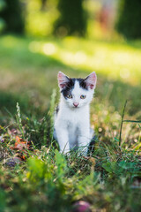 
black with white cat on the grass