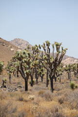 Joshua Tree Nationalpark (USA / Kalifornien)