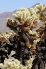 Joshua Tree Nationalpark (USA / Kalifornien)