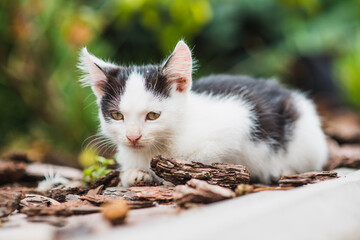 white cat on the ground