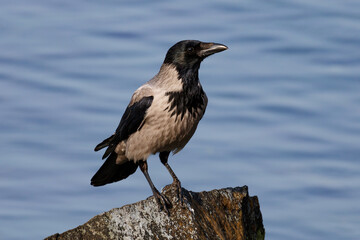 Crow and raven bird on the ground. Avifauna and wildlife. Birds flying and standing.