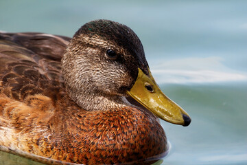 Mallard bird on the lake. Wild duck in the water. Water life and wildlife. Nature photography.