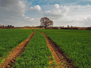 Tractor tracks through a cultivated field near York, England