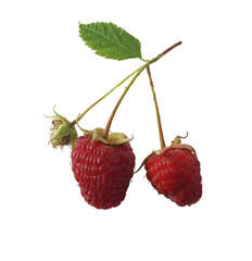Ripe red raspberries are set on a white background. Sprig with raspberries.
