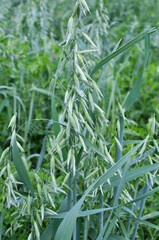 Oats grow in the field in a mixture of other forage grasses