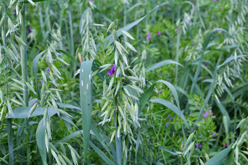 Oats grow in the field in a mixture of other forage grasses