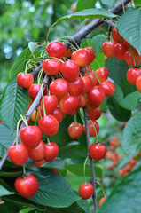 On a tree branch, ripe berries sweet cherry (Prunus avium)
