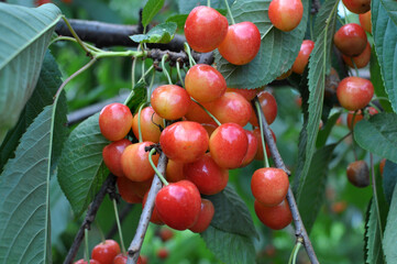 On a tree branch, ripe berries sweet cherry (Prunus avium)