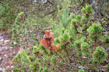 Autumn background - red and green branches of conifer trees. Selective focus. 