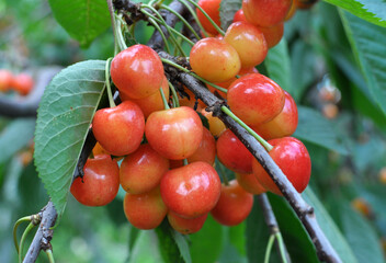 On a tree branch, ripe berries sweet cherry (Prunus avium)