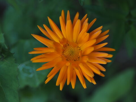 Orangene Ringelblume mit zusammen gerollten Bl&uuml;tenbl&auml;ttern