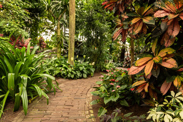 Exotic plant garden with a multicolor croton plant and a path surrounded by greenery and trees creating a mindful tropical scenery