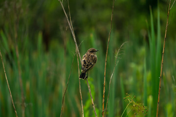 bird whinchat sits on a stem of a plant on a blurred natural background