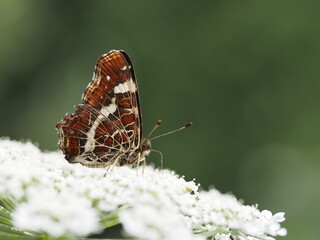 Dieser Schmetterling mit dem Namen Landkärtchen saugt Nektar aus der Blüte der wilden Möhre