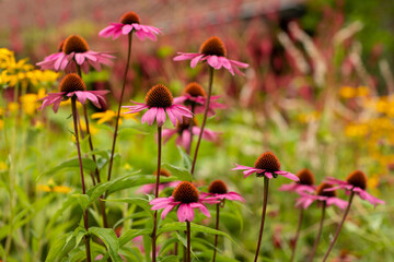 Colorful wild garden with beautiful mixed flowers and plants like a purple coneflower, Echinacea purpurea, and other bright colored flowers and greenery creating a mindful picturesque scenery 