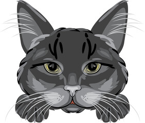 Black cat portrait isolated on white