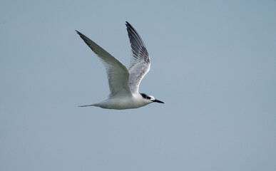 Sandwich tern, Thalasseus sandvicensis