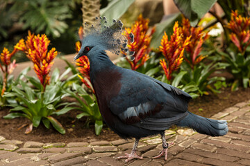 Victoria Crowned pigeon, an exotic bird with its blue feathers and red eyes walking in front of beautiful plants with orange leafs and greenery