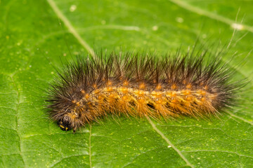 Salt Marsh Caterpillar (Estigmene acrea)