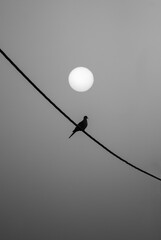 Bird on Silhouette
