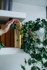 indoor plants green leaves comfort decor health