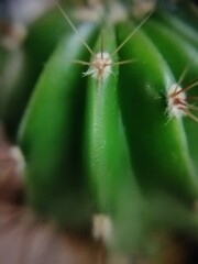 beautiful green round cactus with large needles
