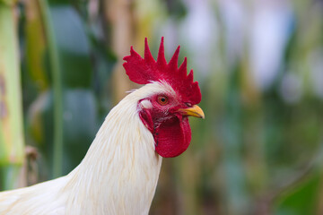 A white rooster with a red cockscomb and defocused background is looking for food in the backyard